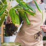 5 золотых советов, которые помогут легко пересадить ваши любимые растения