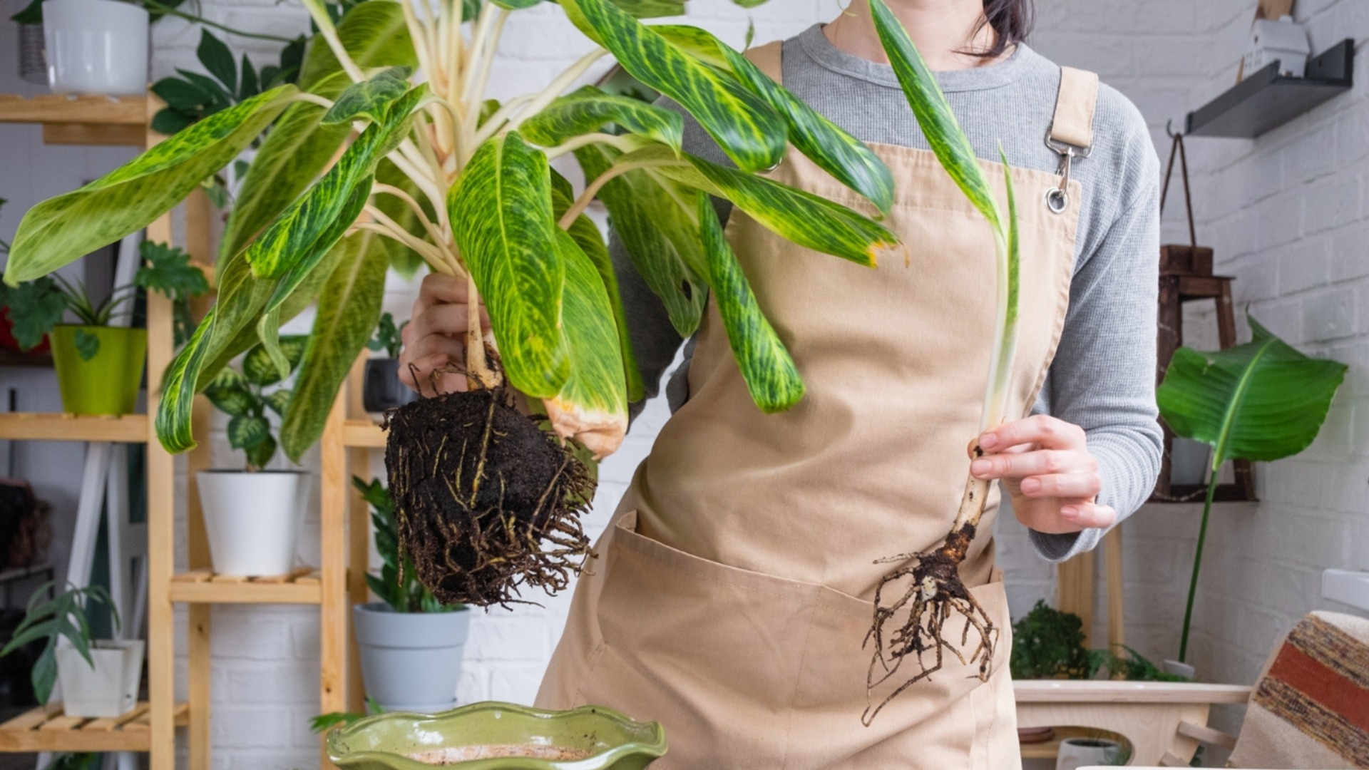 5 золотых советов, которые помогут легко пересадить ваши любимые растения