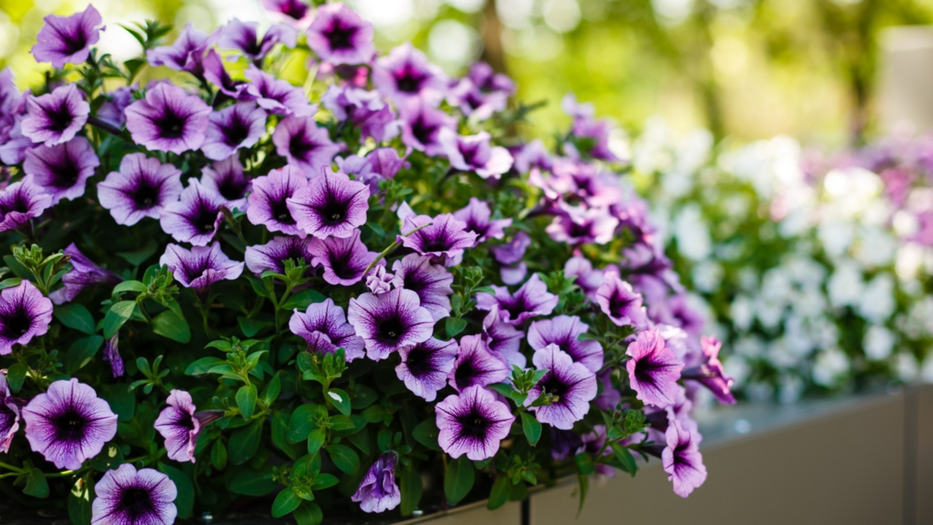 Никогда не сажайте эти цветы в марте: они сгниют через 2 недели, и продавцы это скрывают.