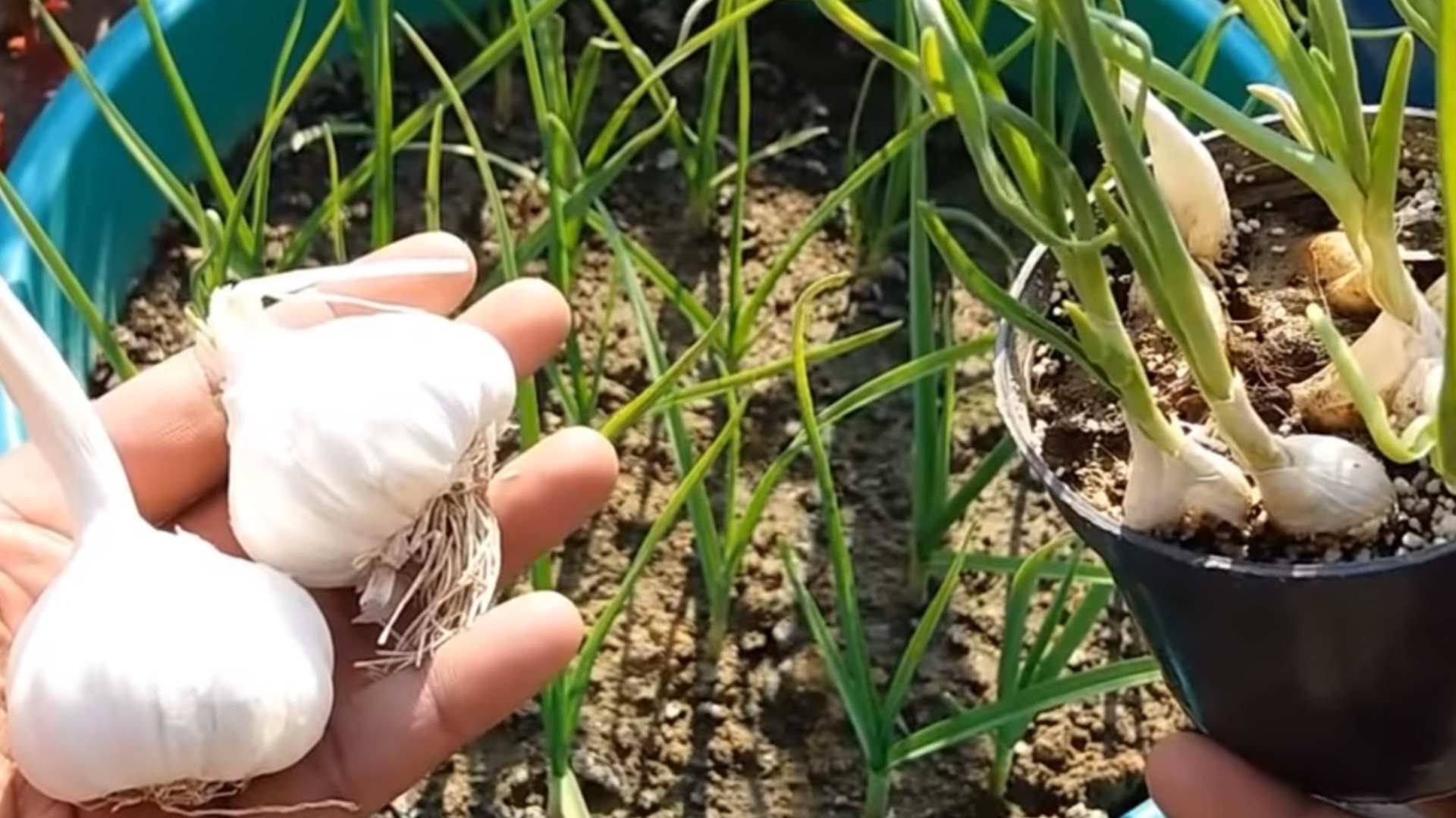 Первая подкормка чеснока после зимы: Что нужно вносить, чтобы луковицы были здоровыми?