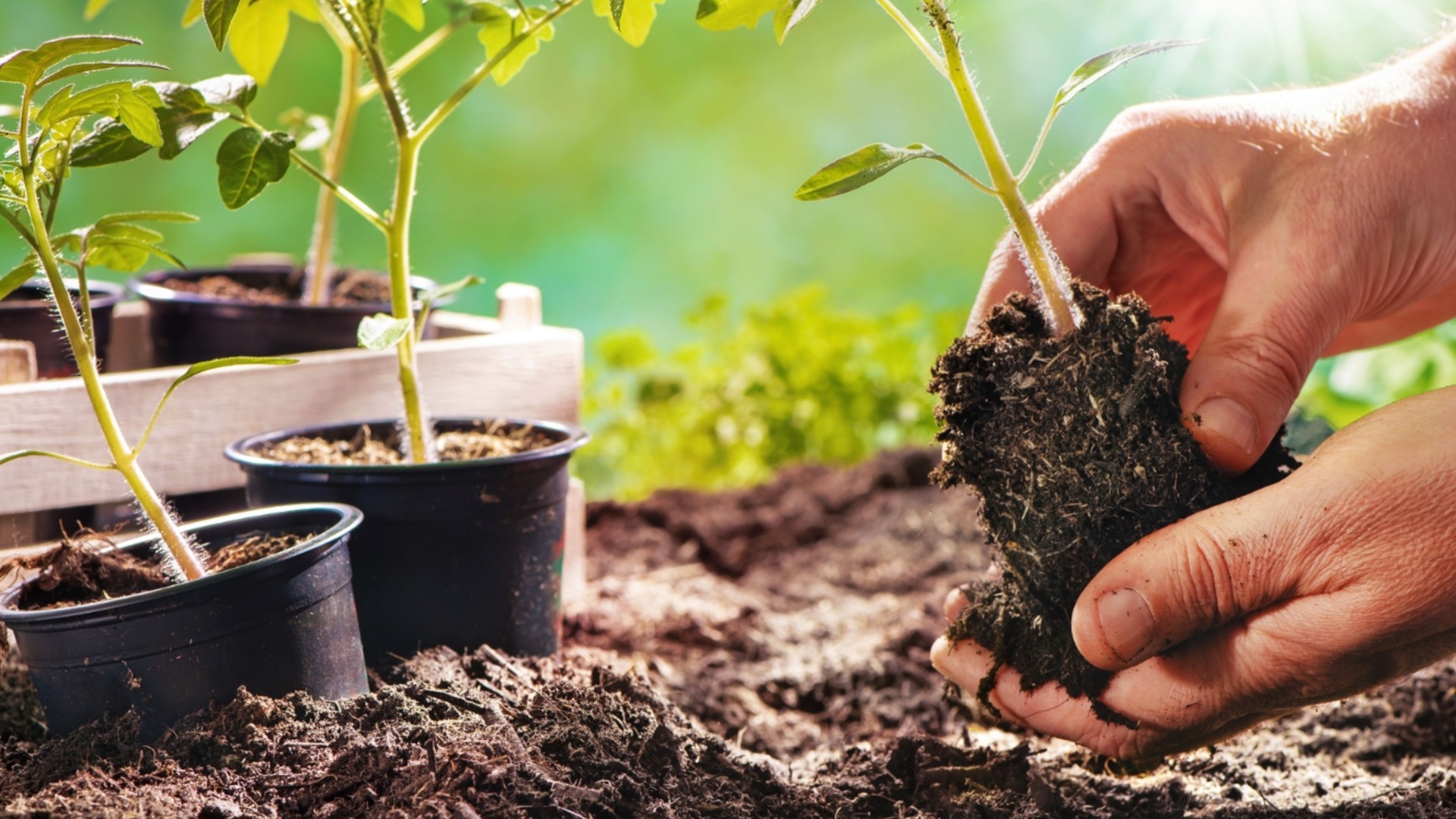 Как спасти рассаду от черной ножки?