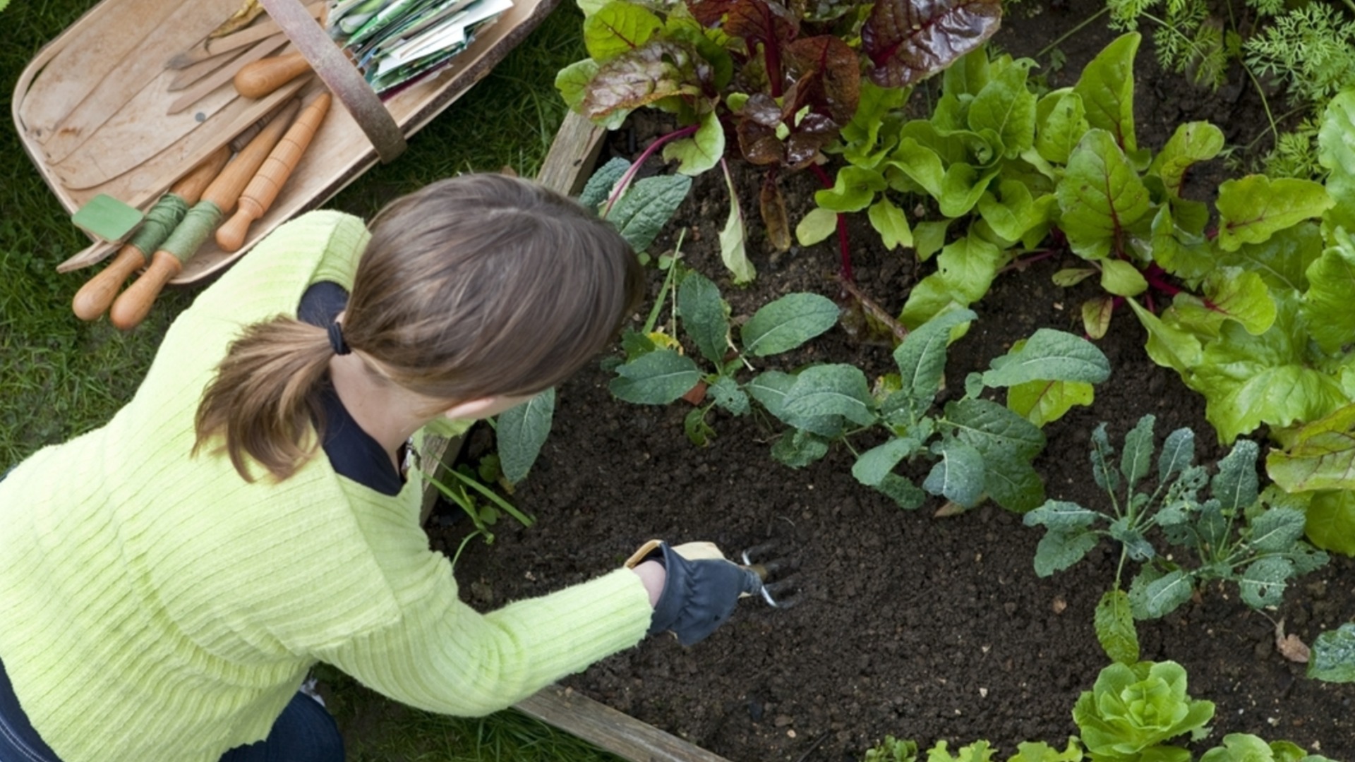 Это лучшее азотное удобрение для томатов, кабачков, клубники и малины, оно сотворит чудеса с урожаем.