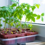 Как распознать и предотвратить появление зеленой плесени на лотке для рассады