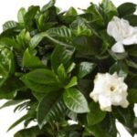 Это единственный способ вырастить гардению в горшке.