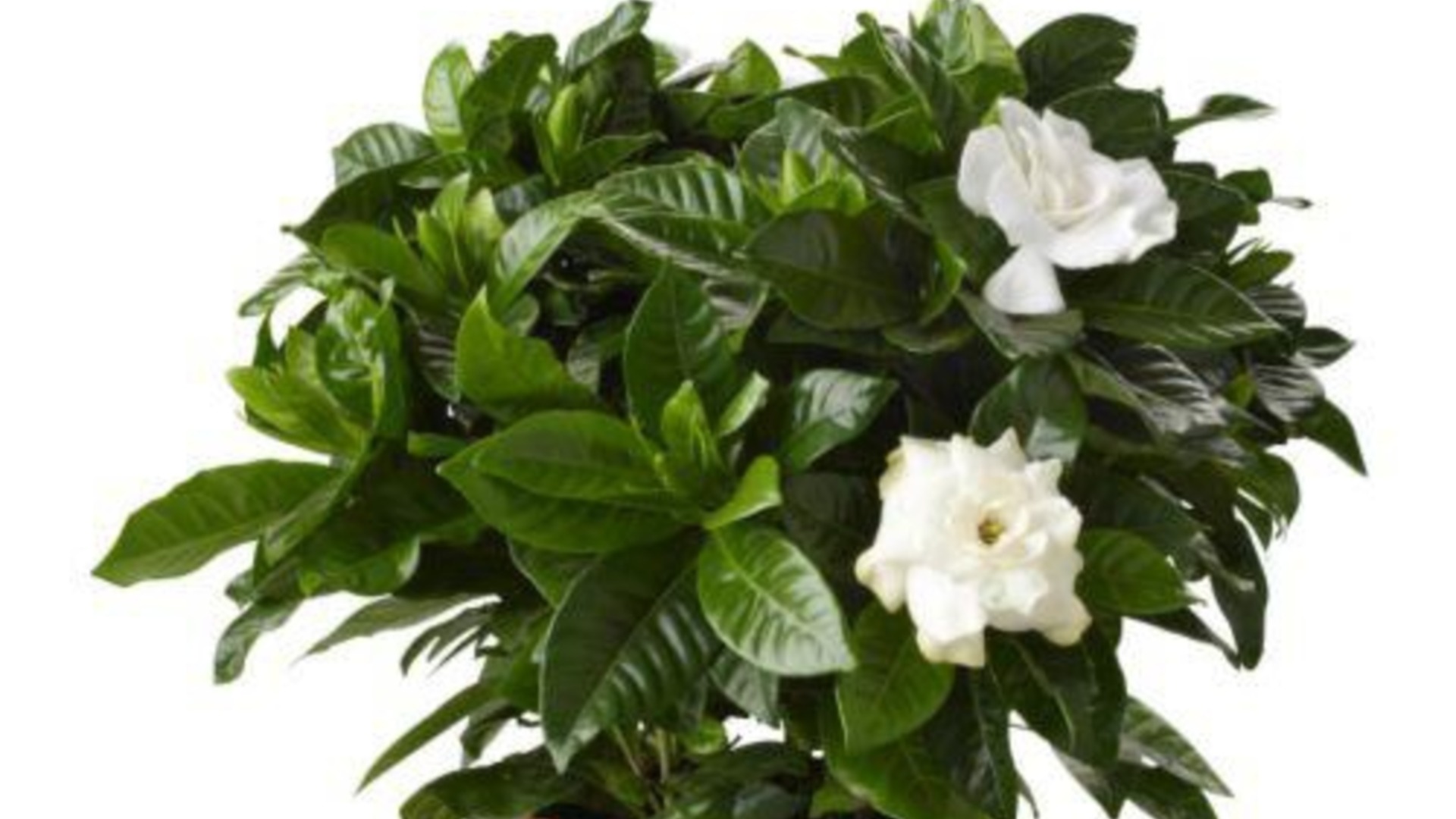 Это единственный способ вырастить гардению в горшке.