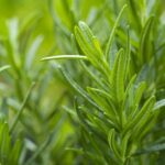 Лучшие растения-компаньоны розмарина для сада