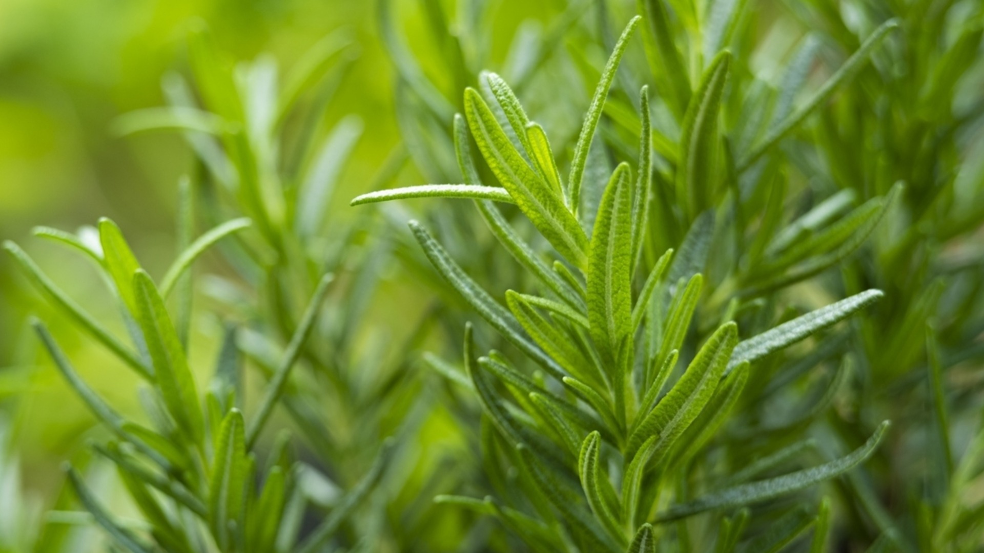 Лучшие растения-компаньоны розмарина для сада