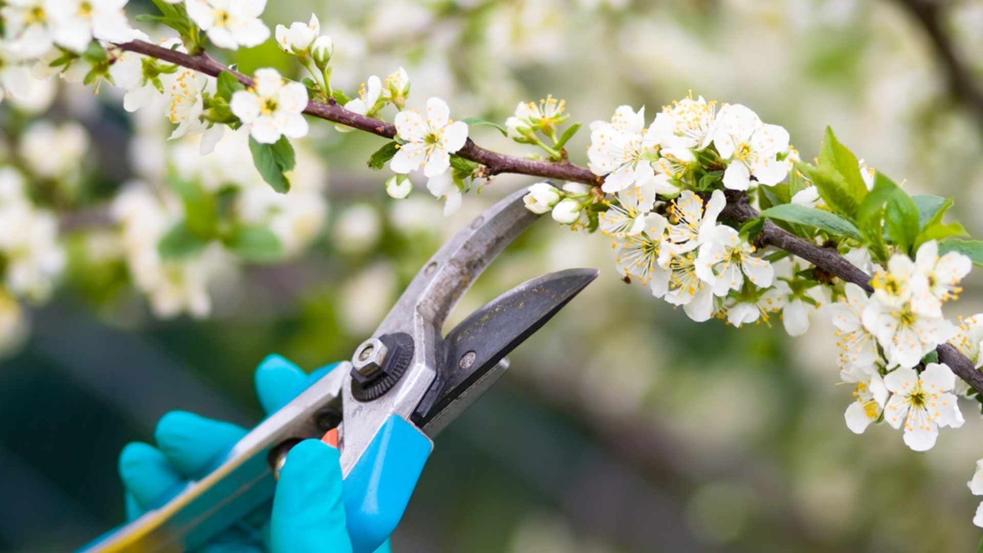 Чем отличается весенняя и осенняя обрезка плодовых деревьев