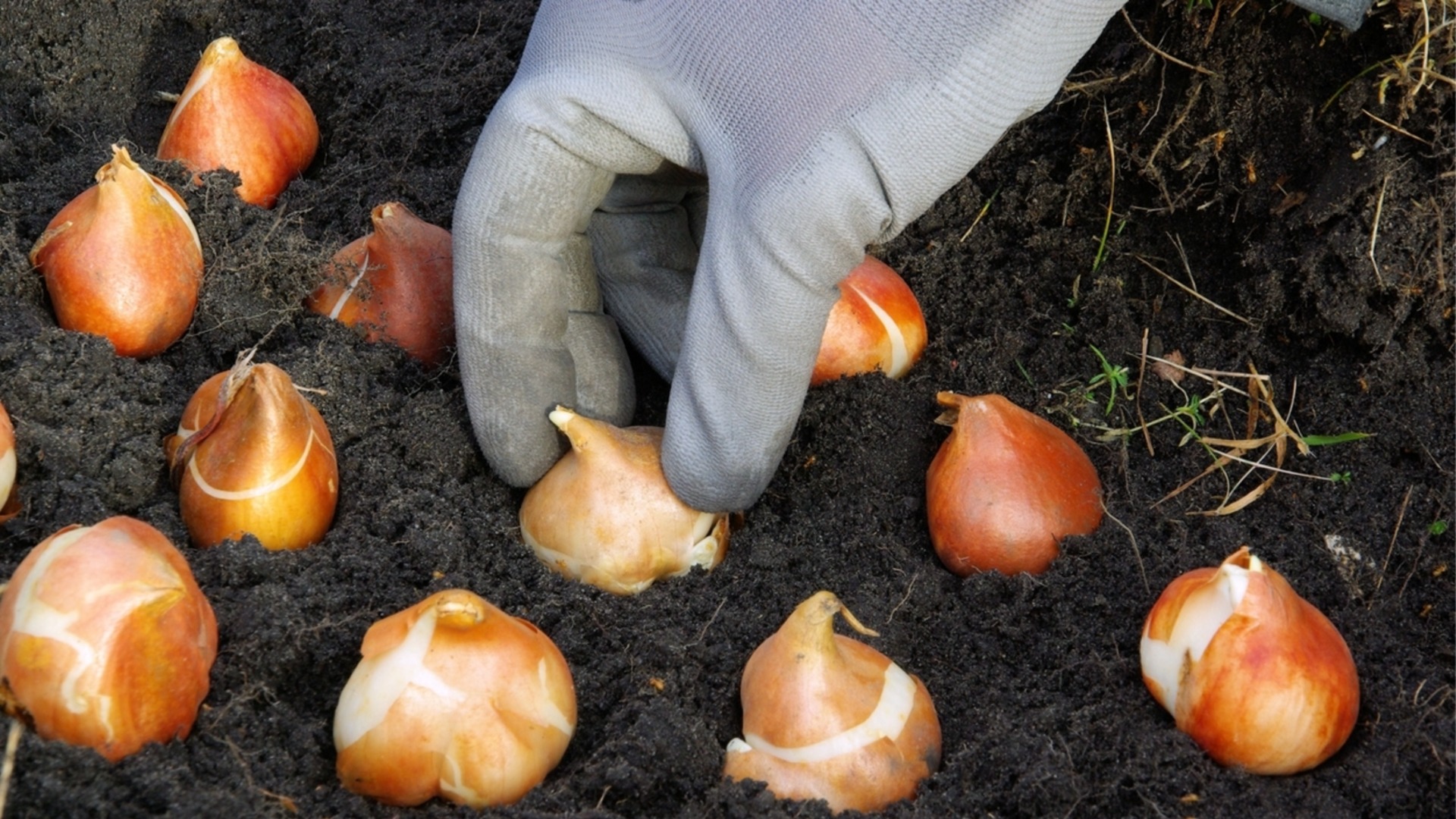 Луковицы, которые можно посадить в марте, добавят красок вашему летнему саду.