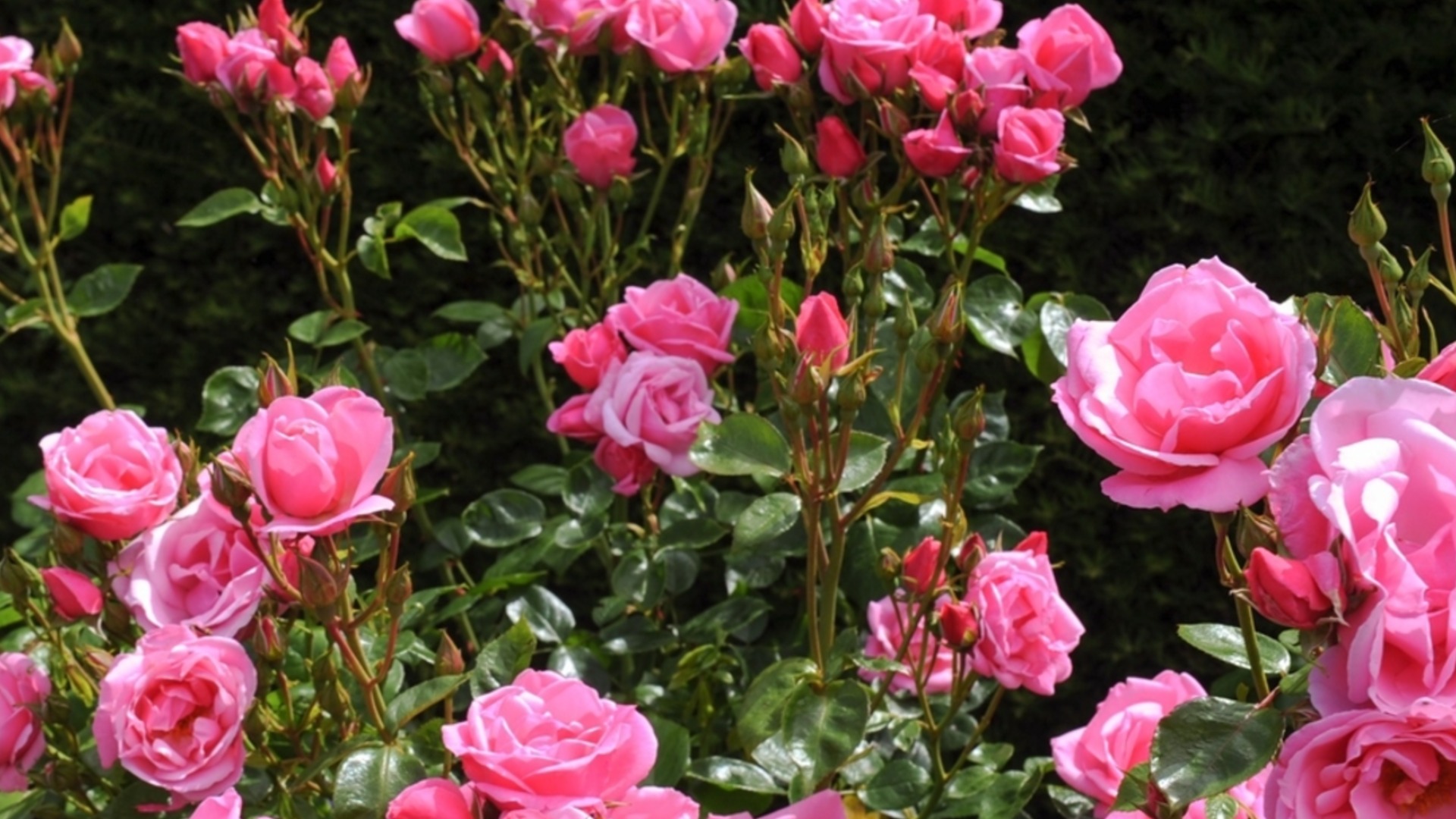 Растения, которые могут испортить ваши розы, если посадить их рядом