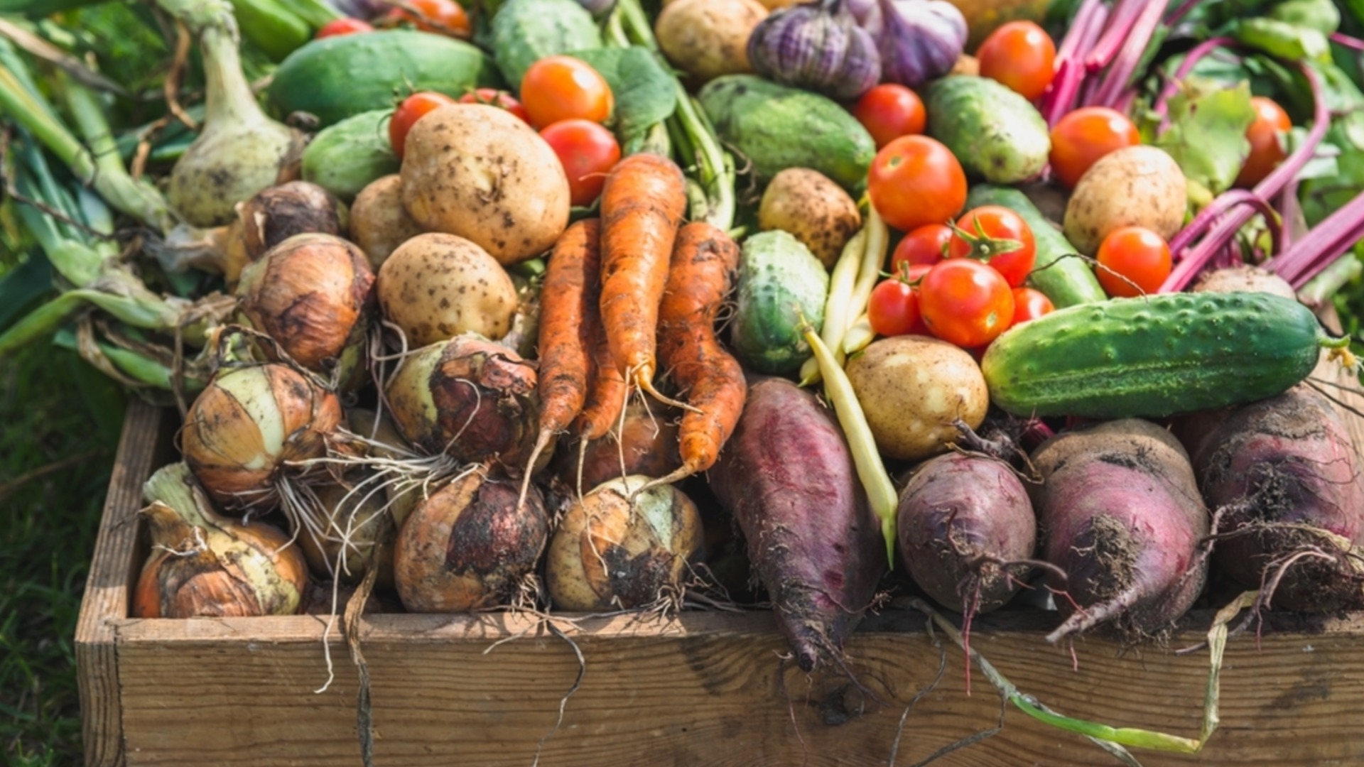 Самые простые овощи для выращивания в саду