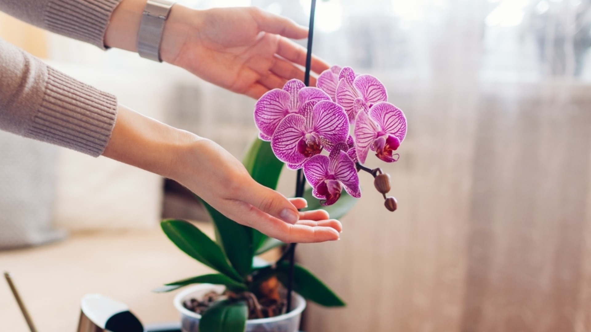 Признаки того, что с вашими орхидеями проблемы