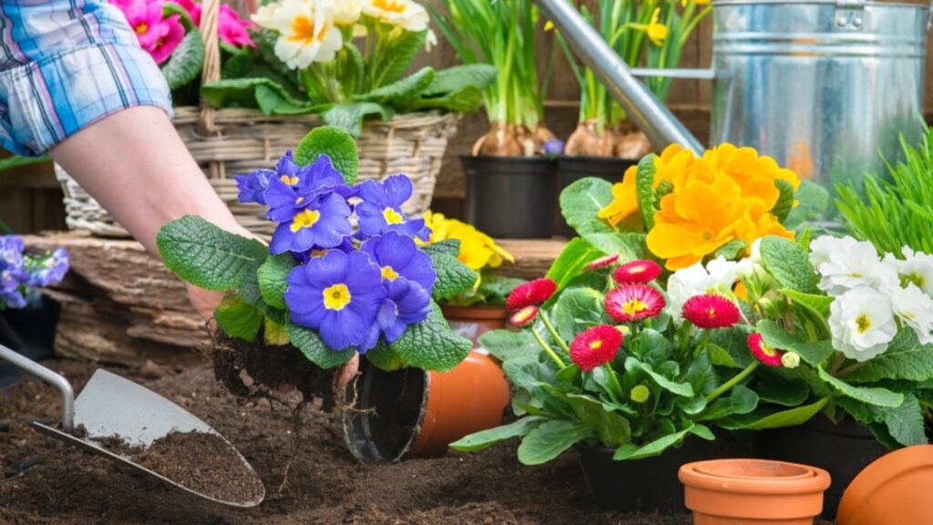 Как ускорить рост садовых растений