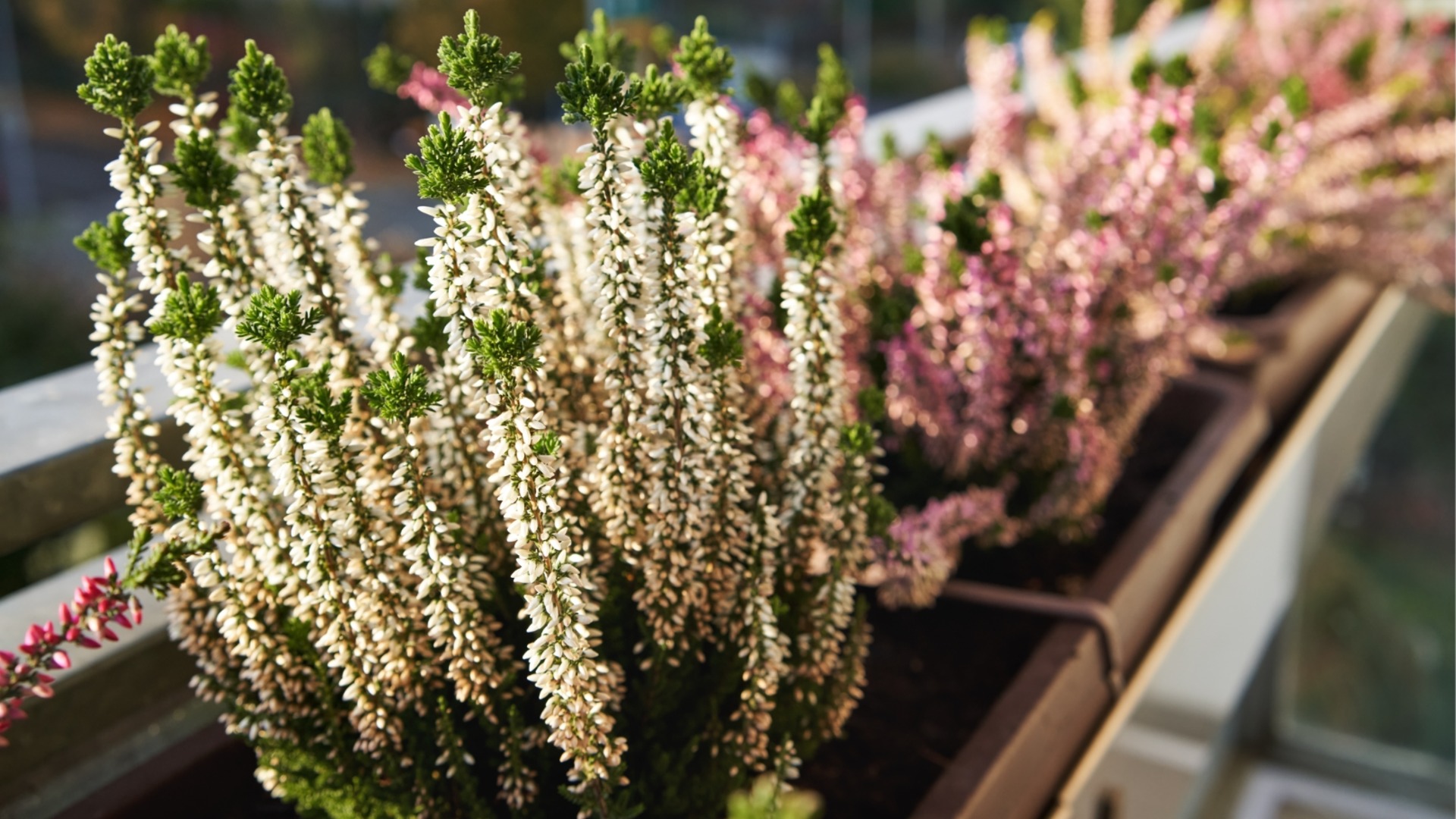 Единственный цветок, который поможет вашей террасе приятно пахнуть