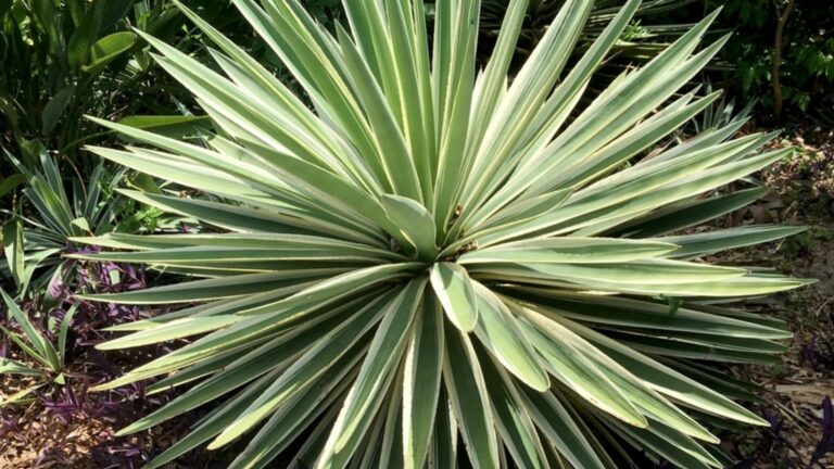 Как ухаживать за садовой юккой ранней весной