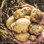 Сколько лет можно сажать картофель на одном и том же месте в саду?