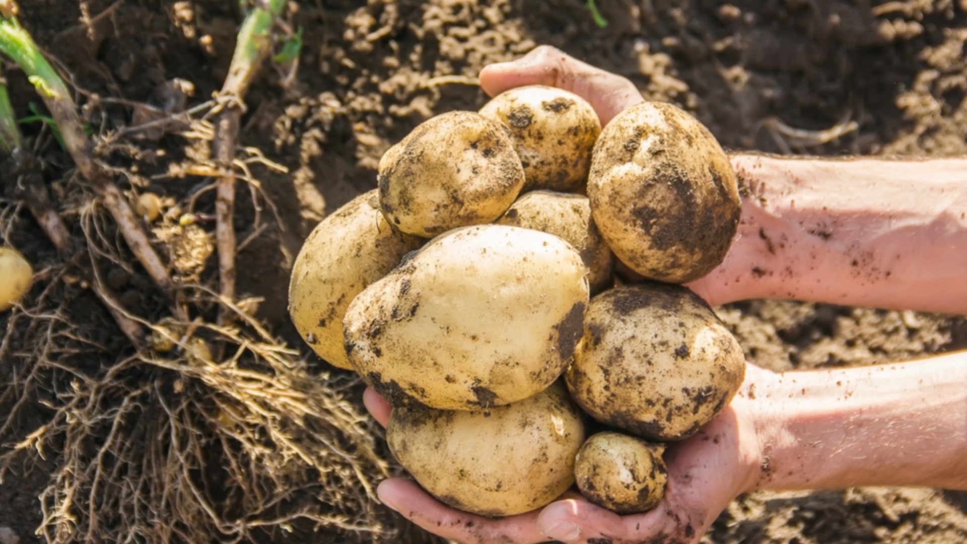 Сколько лет можно сажать картофель на одном и том же месте в саду?