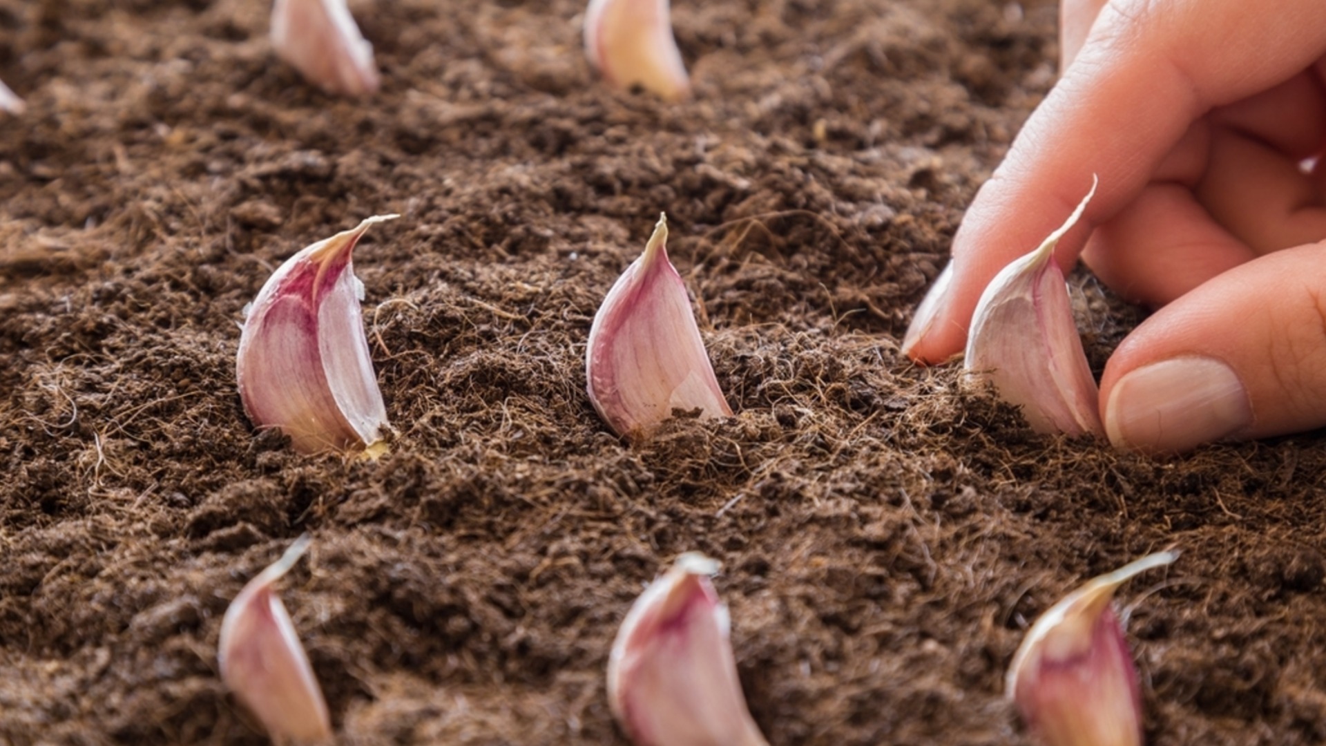 Как посадить чеснок из зубчиков