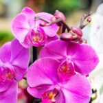 Комнатные растения, которые могут расти в воде бесконечно долго