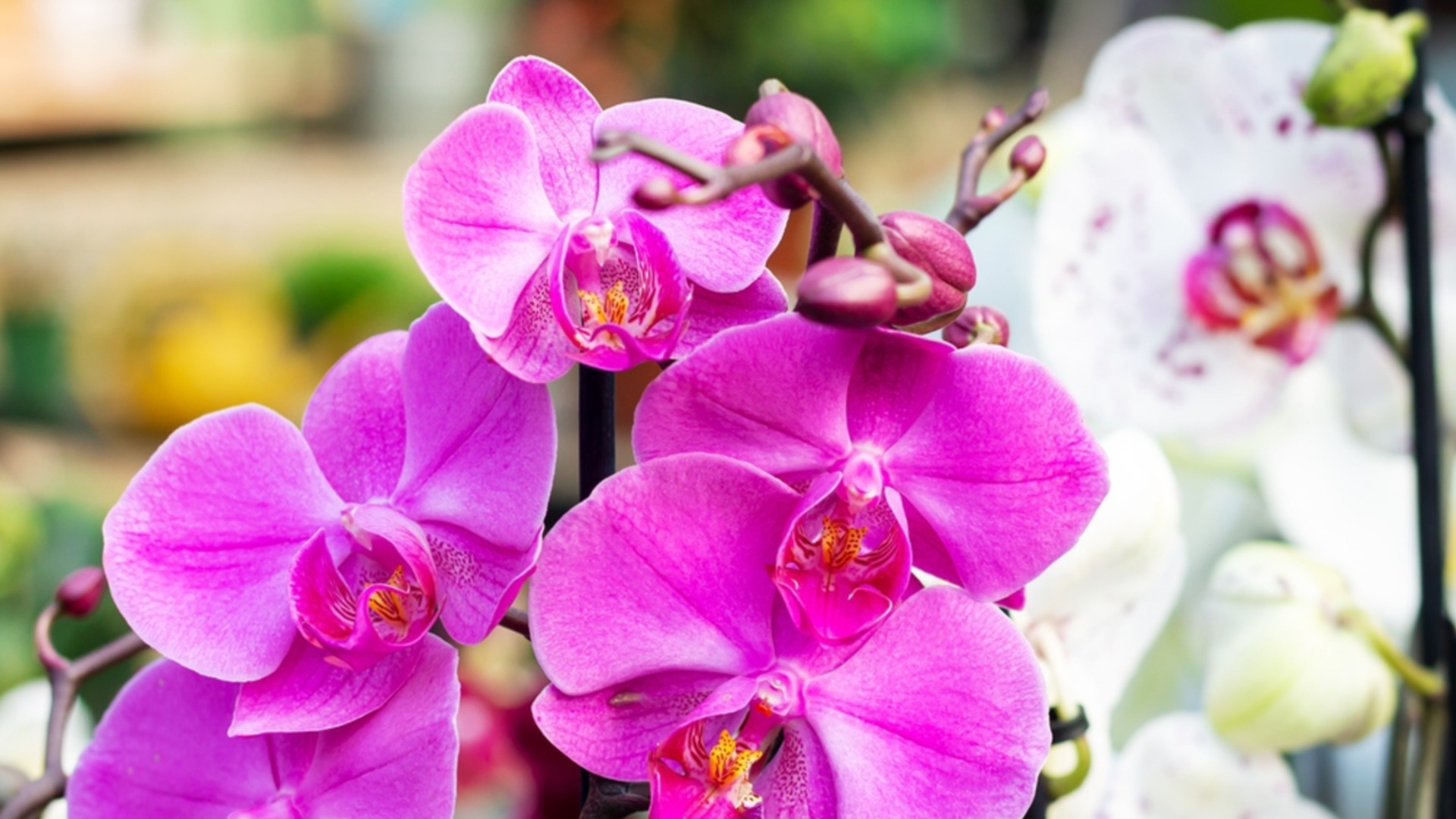 Комнатные растения, которые могут расти в воде бесконечно долго