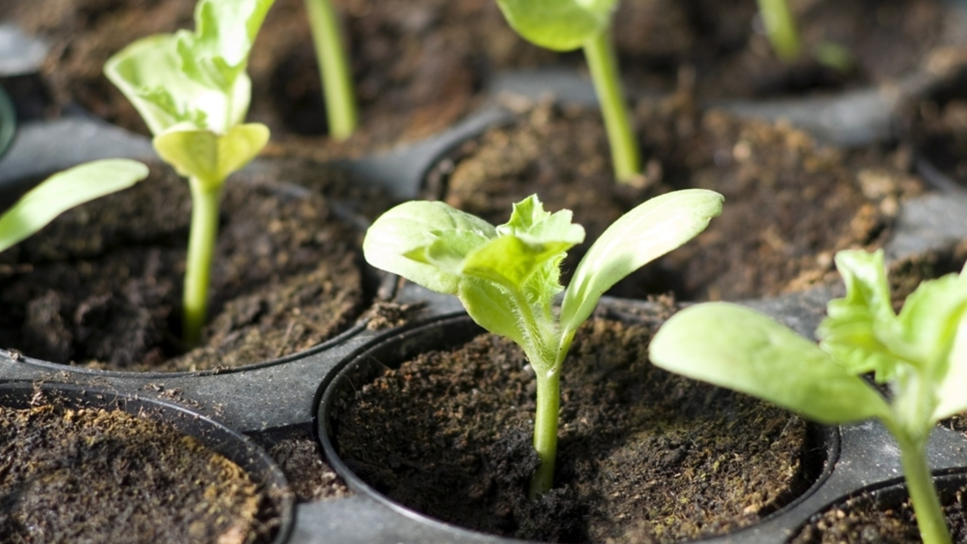 Если использовать это удобрение, рассада огурцов вырастет здоровой и сильной, не желтея.