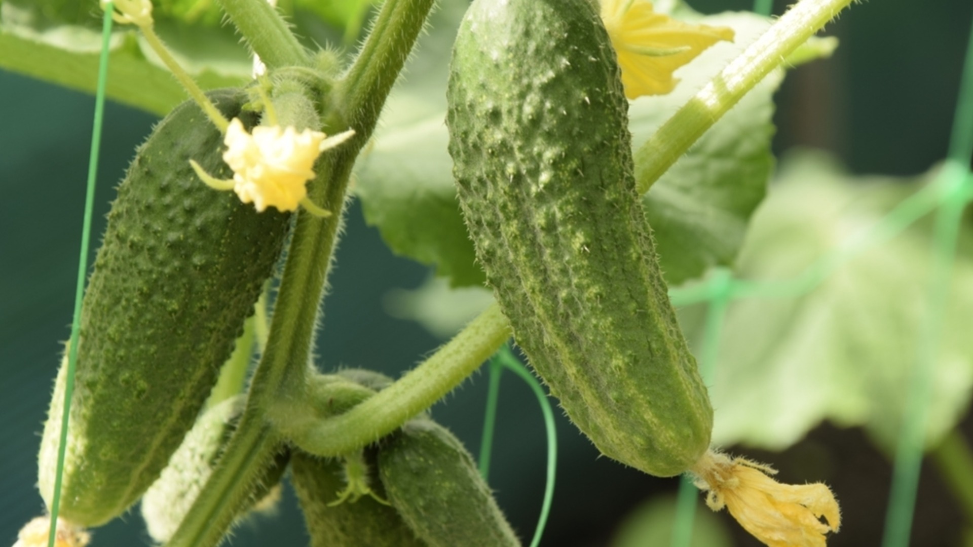 Как вырастить огурцы из семян