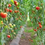 Как закалить рассаду томатов перед высадкой в ​​открытый грунт