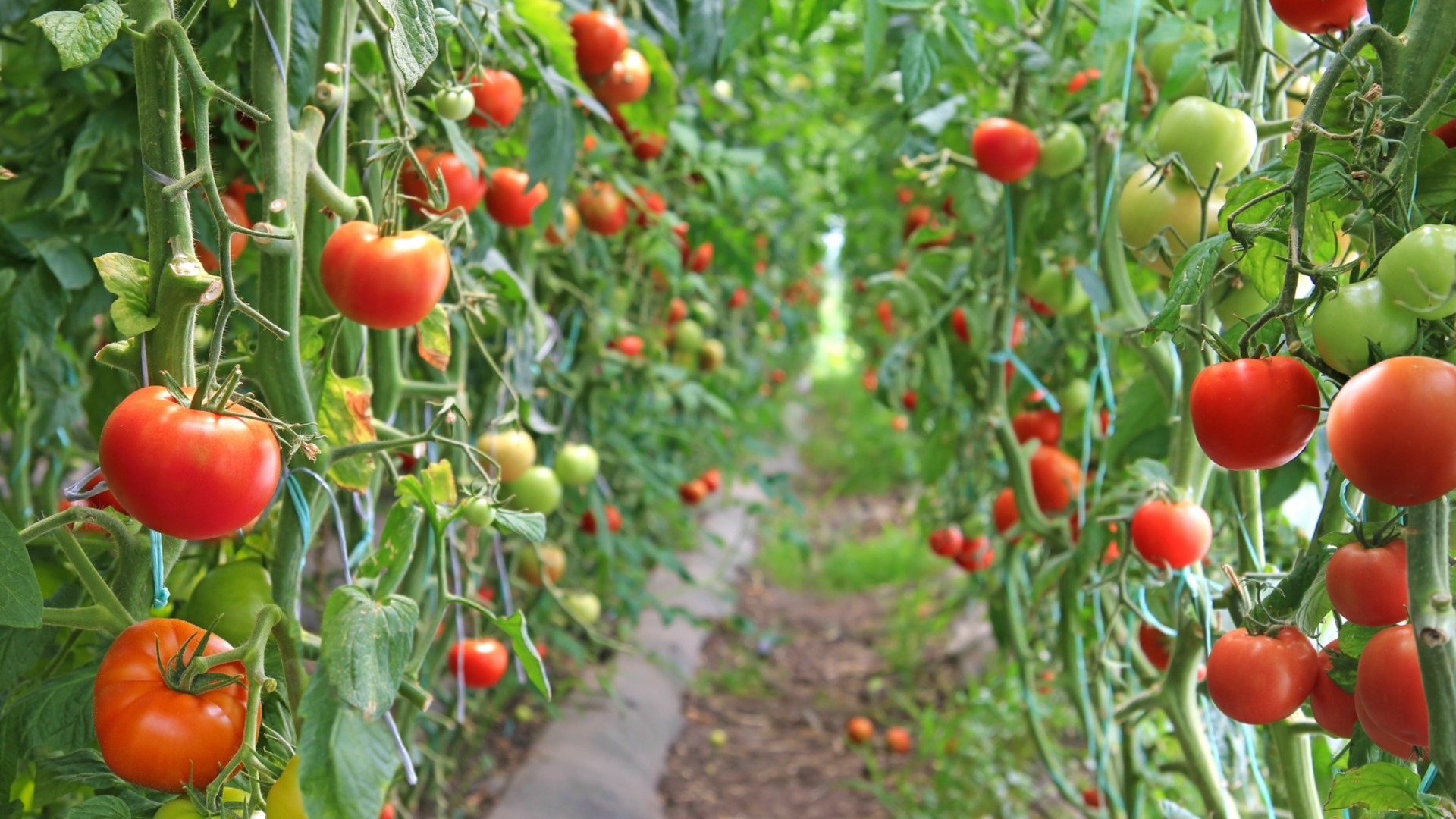 Как закалить рассаду томатов перед высадкой в ​​открытый грунт