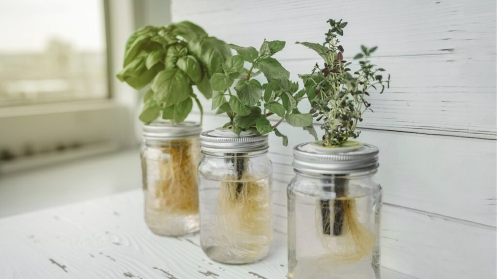 Действительно ли растения могут расти без почвы?