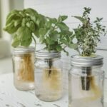 Действительно ли растения могут расти без почвы?