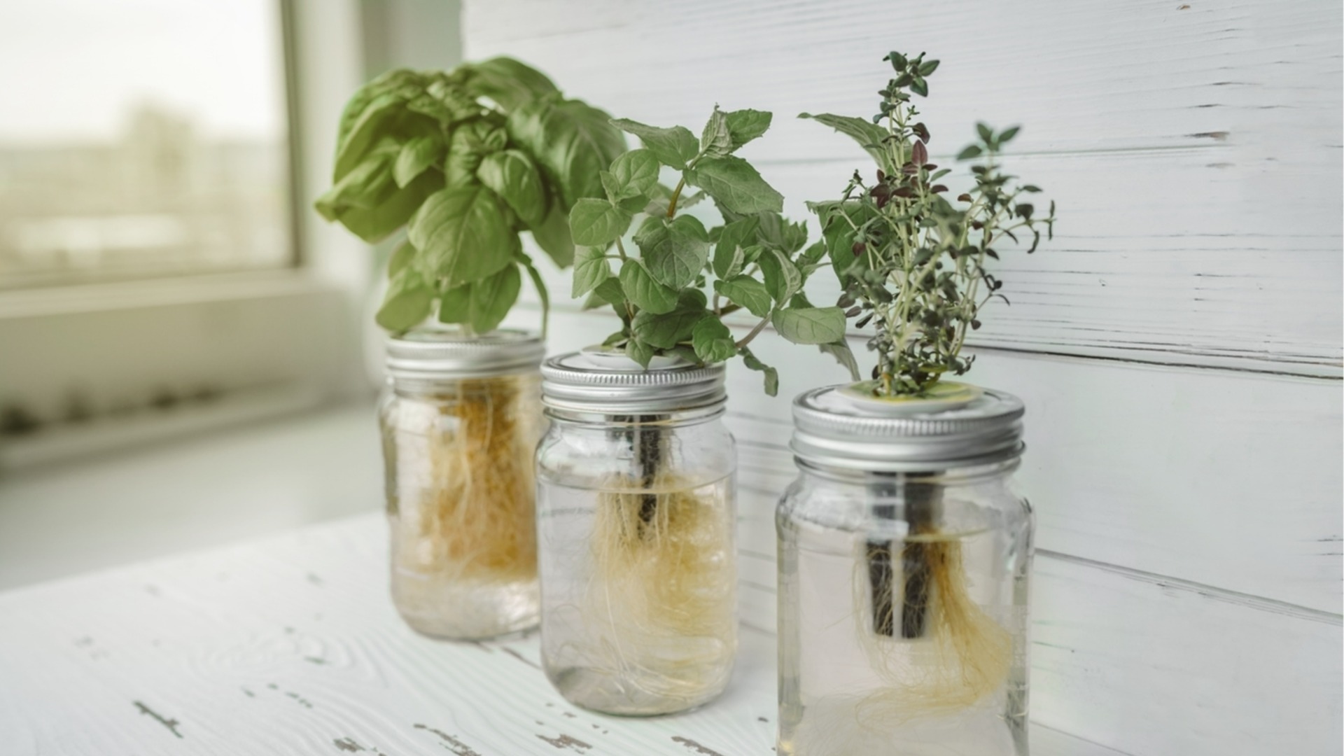 Действительно ли растения могут расти без почвы?