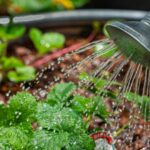 Топ-5 ошибок при поливе рассады, из-за которых она ослабевает