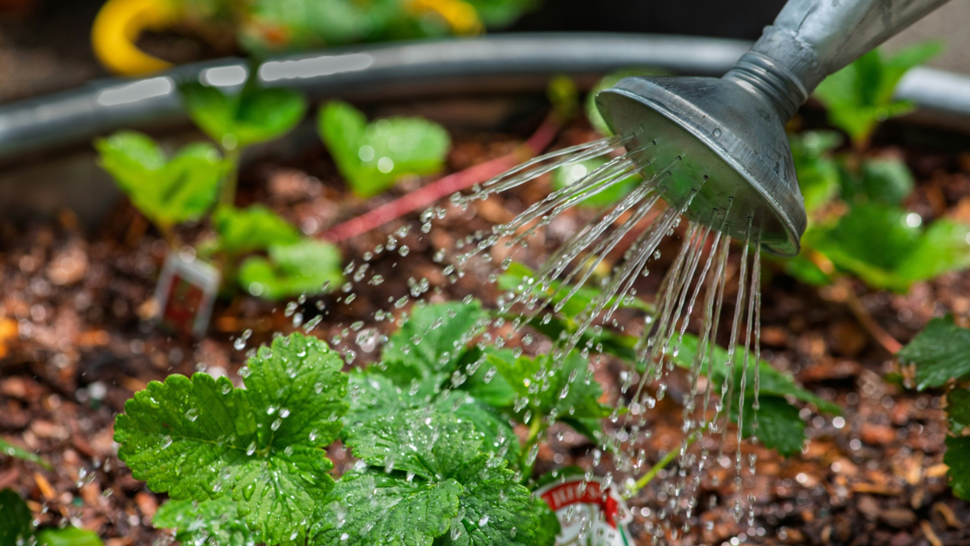 Топ-5 ошибок при поливе рассады, из-за которых она ослабевает