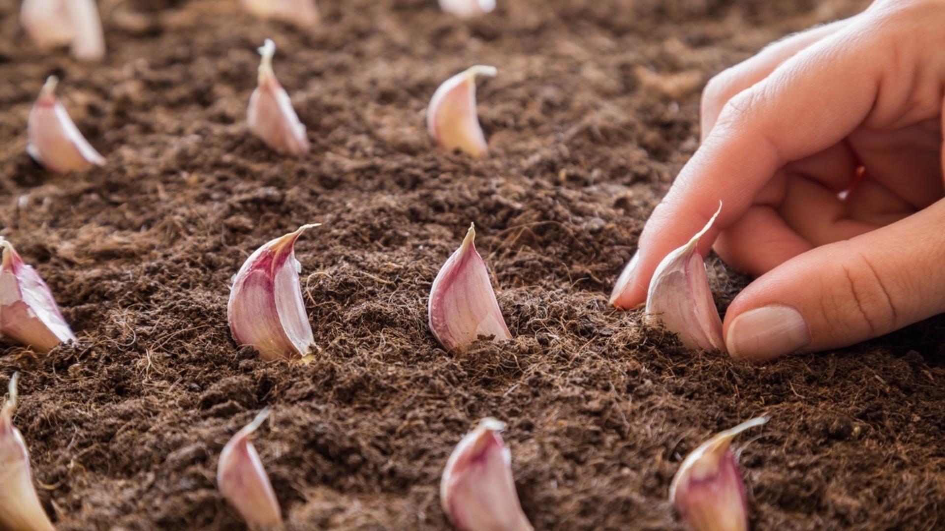 Чем отличается весенняя и осенняя посадка чеснока