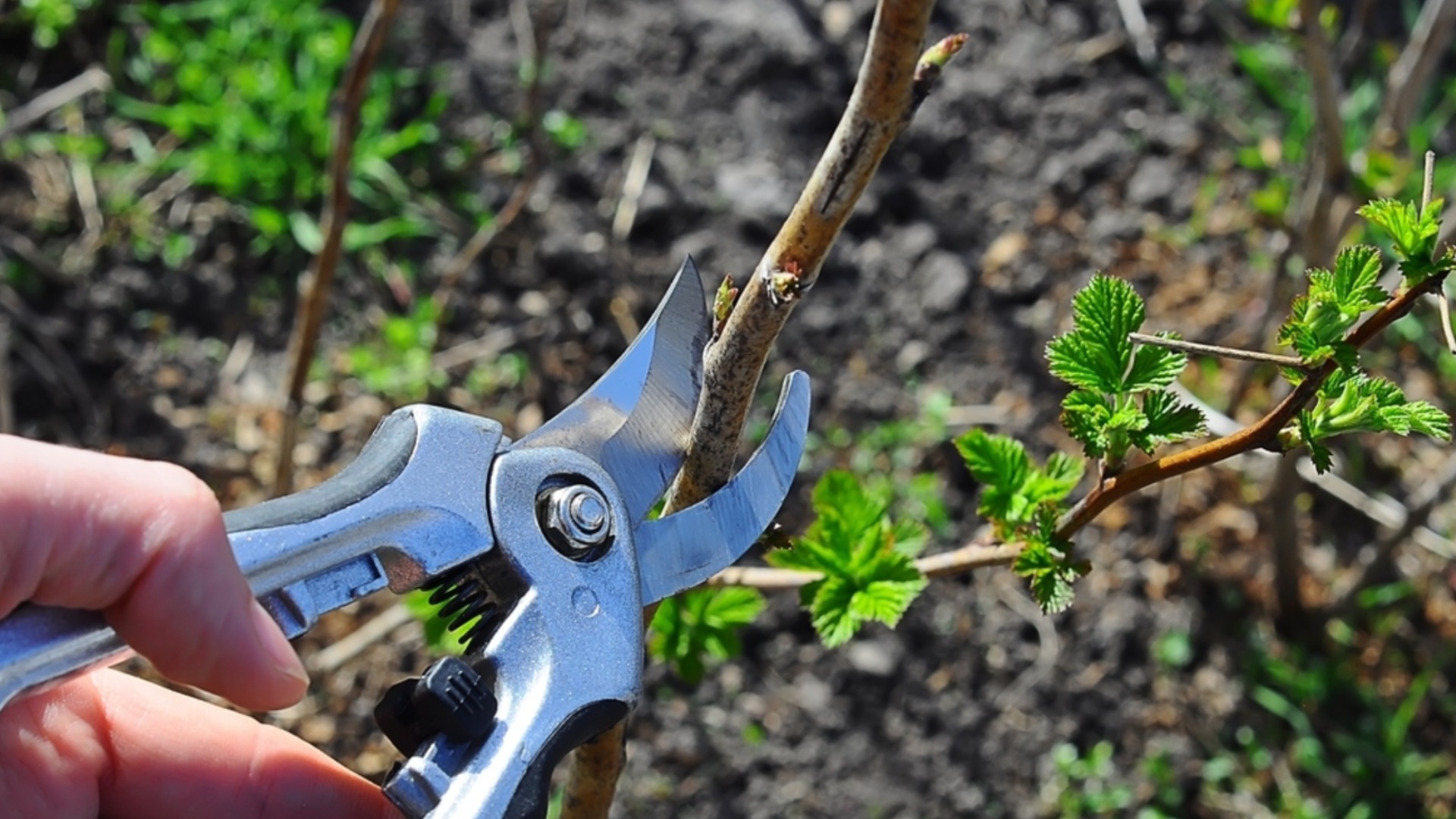 Обрезка плодовых деревьев весной: когда и как это делать