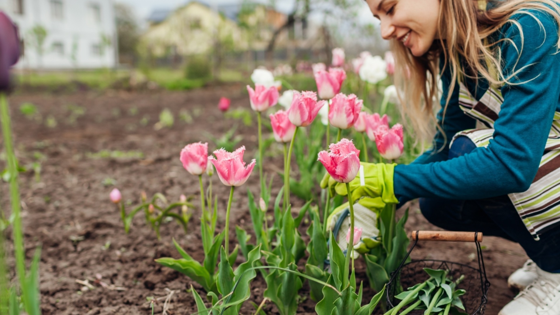 Можно ли сажать тюльпаны весной?